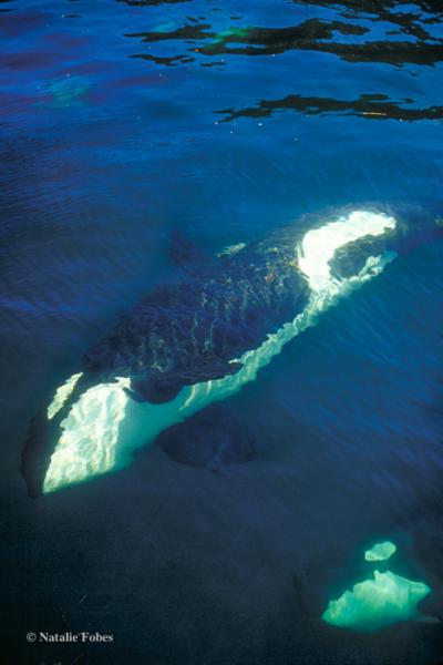 Orcas in the Inside Passage