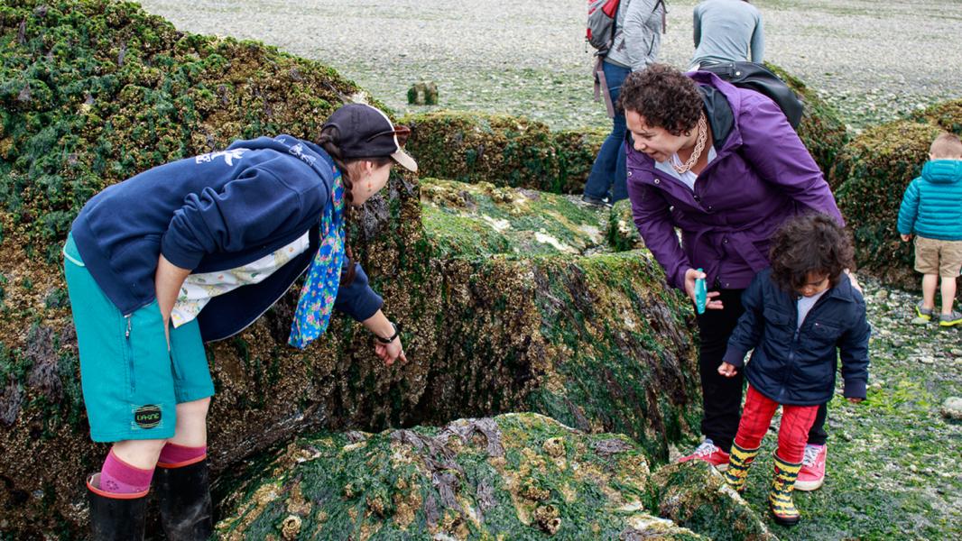 Children and Adults learn about sealife and their natural environment on a Puget Sound Beach