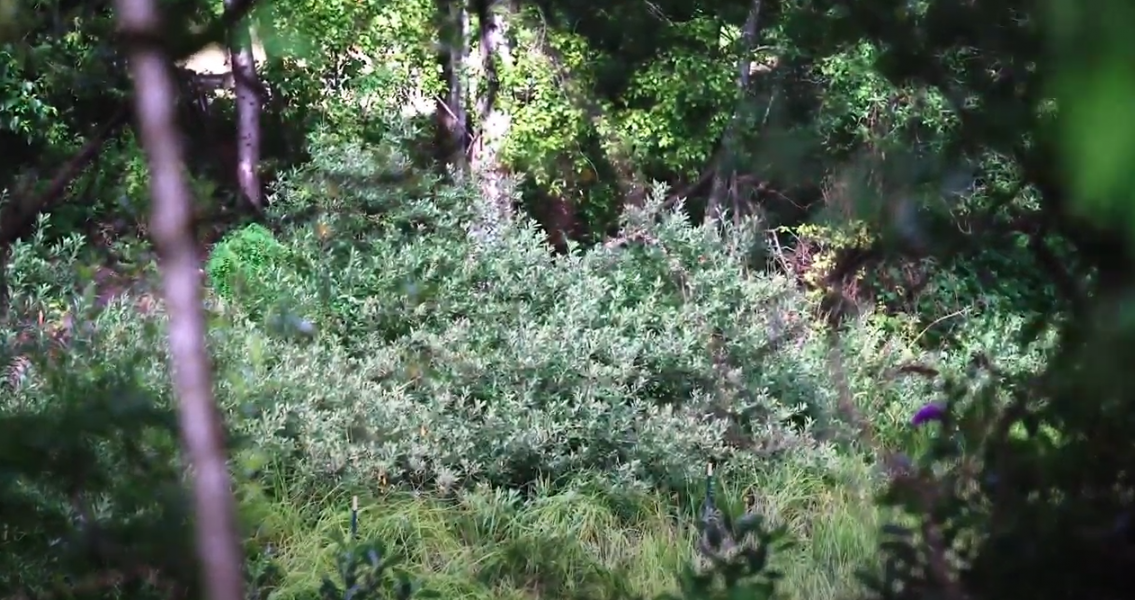 Salmon Cover Park, Duwamish River, Seattle, Aug. 2020