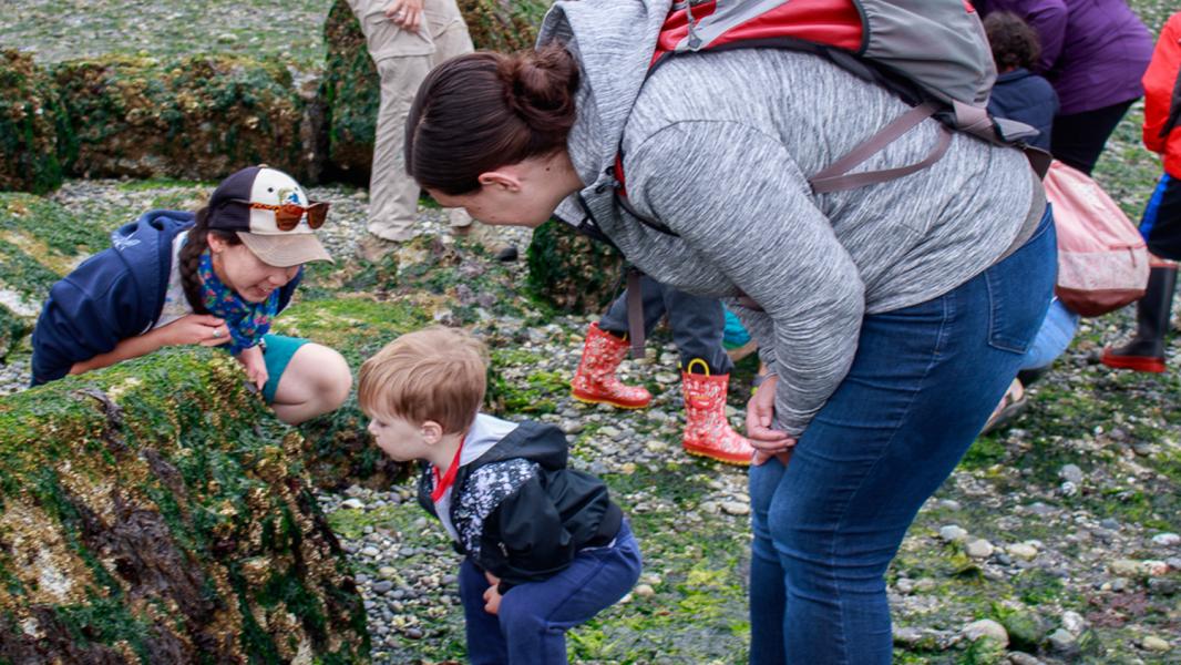 Sound Alliance volunteers, staff, and participants learn about ocean wildlife at a beach in Des Moines, WA, July 2018