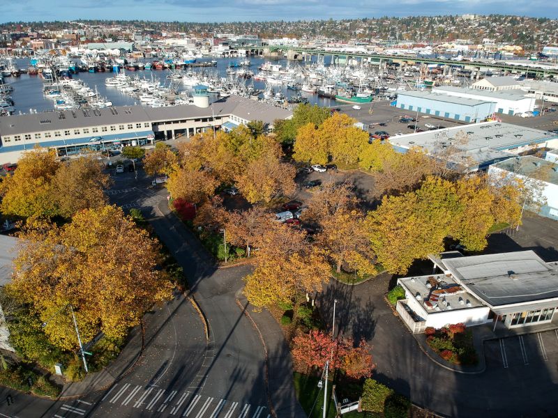 Trees on the road near Fishermen's Terminal