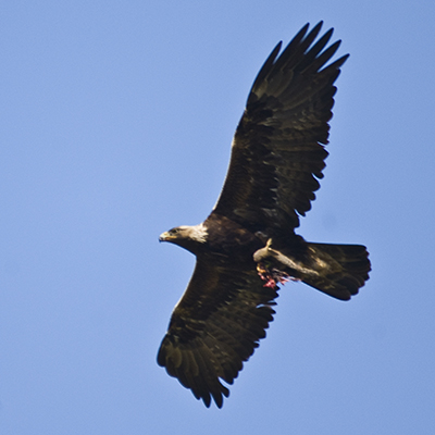 Golden eagle in flight