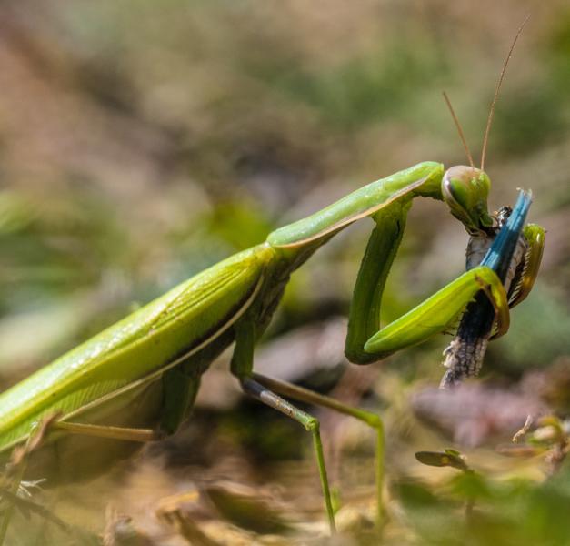 European Mantis