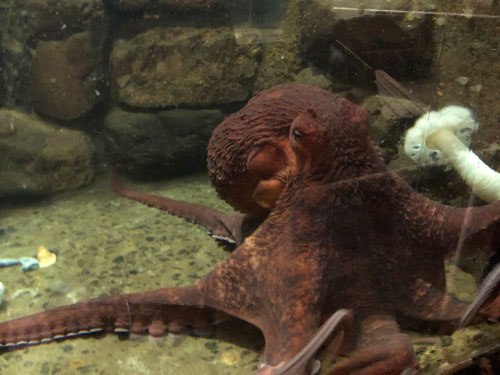 Giant Pacific Octopus