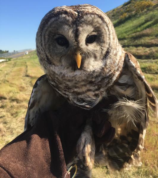 Barred Owl