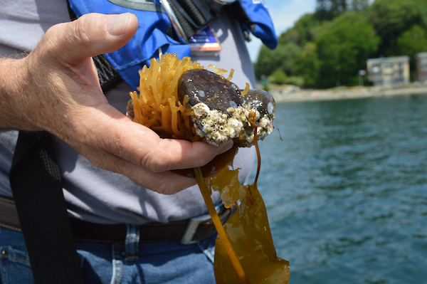 An example of some sea flora