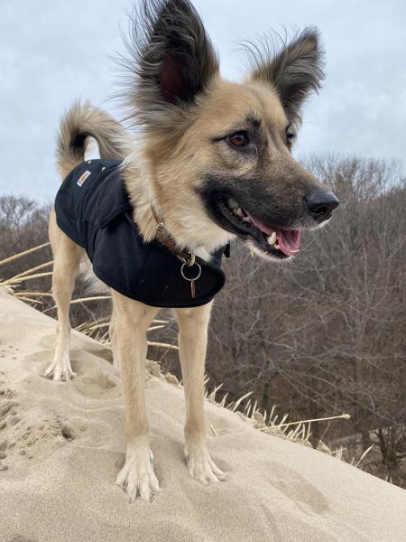 Stevie at the dunes.