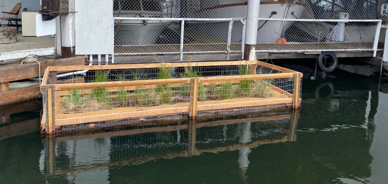 floating wetland with logs and grasses starting to grow