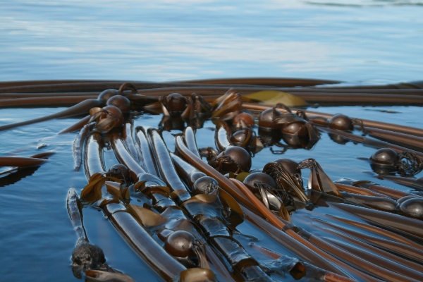 Bull kelp on the beach