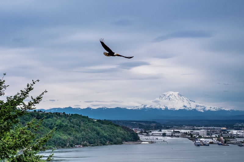 Commencement Bay with an eagle