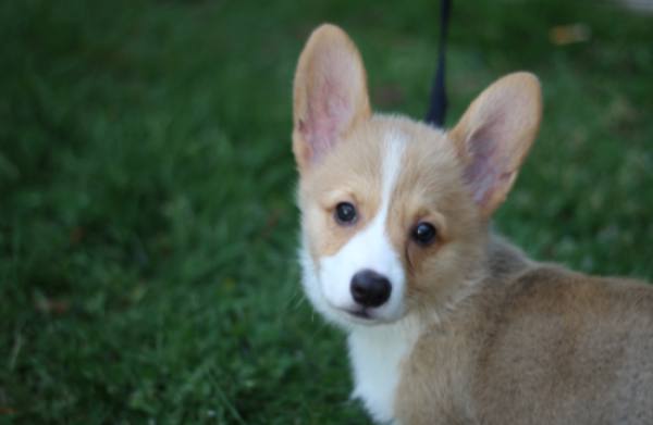 Corgi puppy