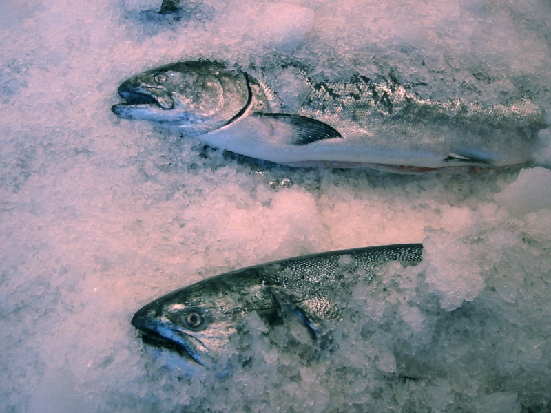 Salmon on ice